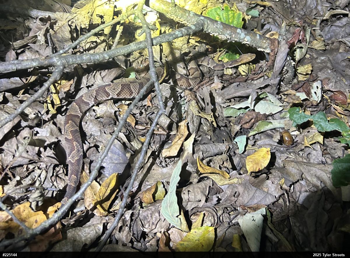 Northern Copperhead