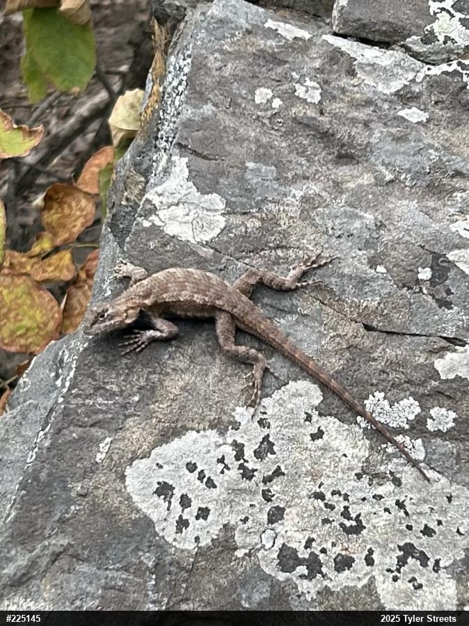 Eastern Fence Lizard