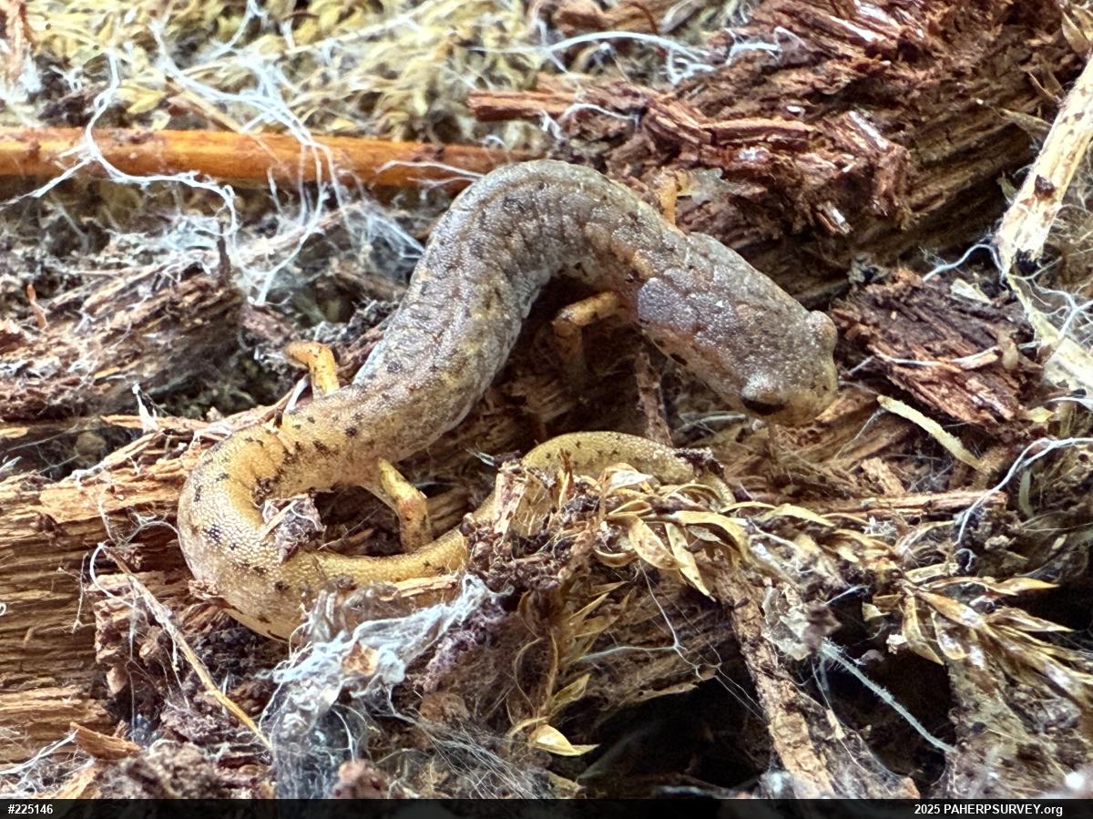Four-toed Salamander