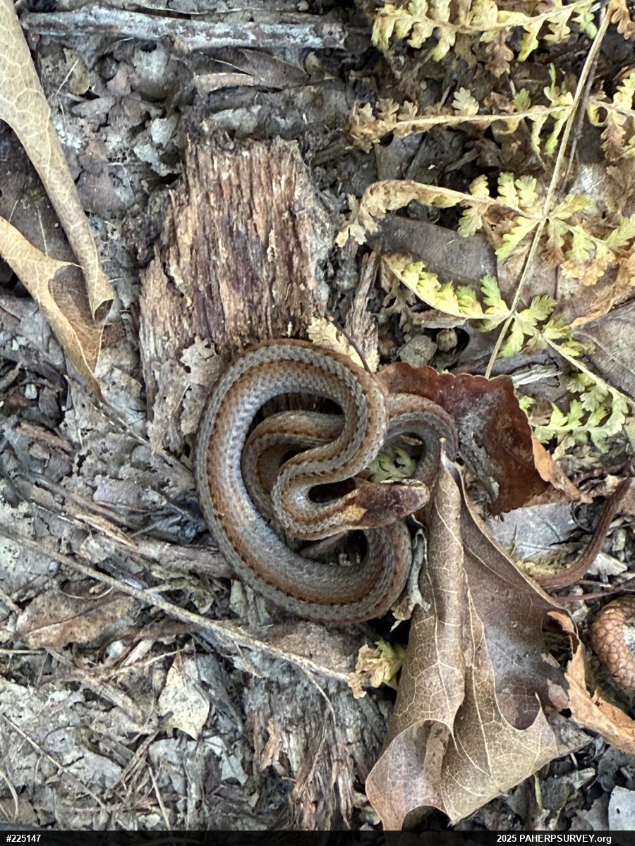 Red-bellied Snake