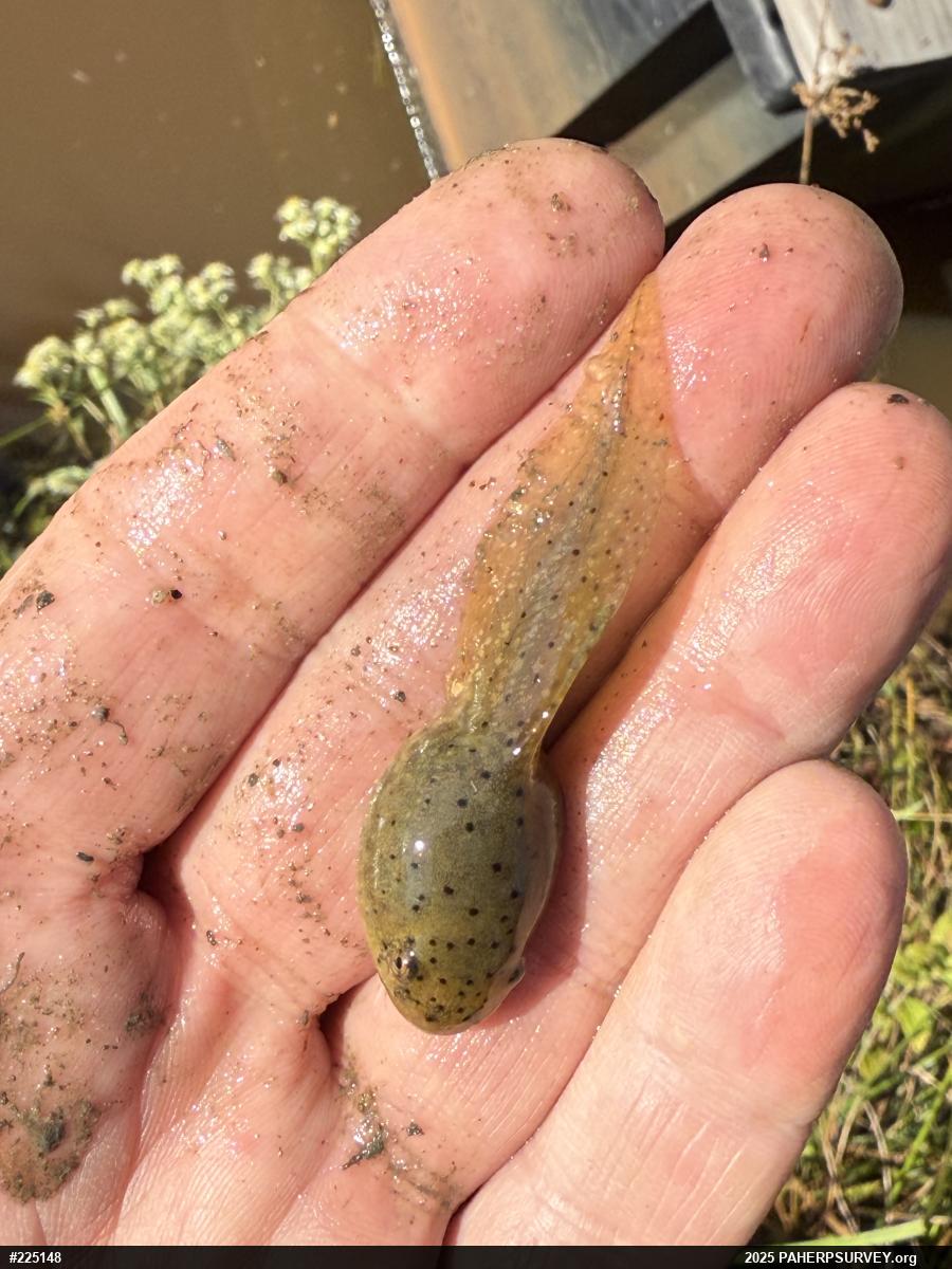 American Bullfrog