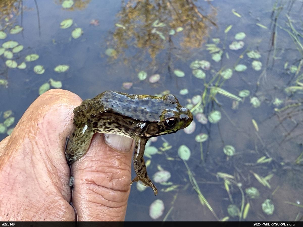 Green Frog