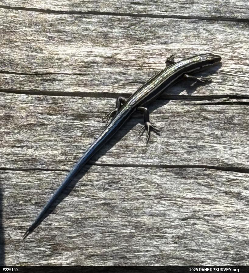 Common Five-lined Skink