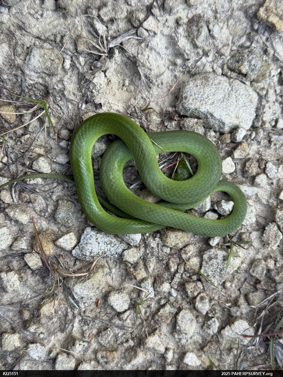 Smooth Greensnake