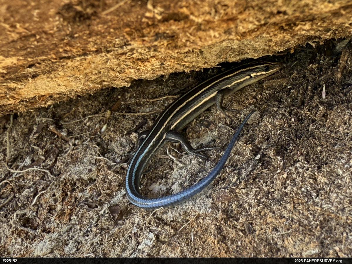 Common Five-lined Skink