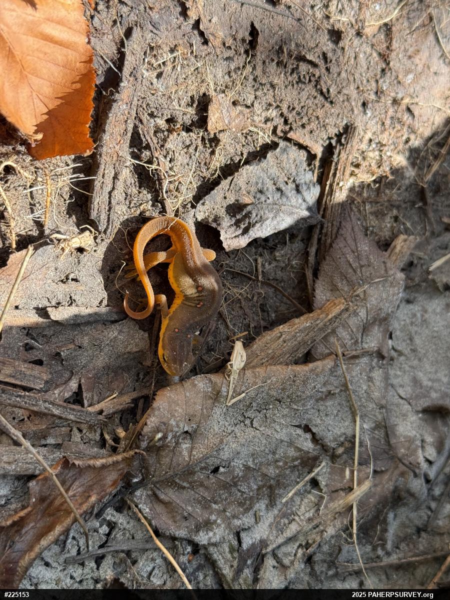 Red-spotted Newt