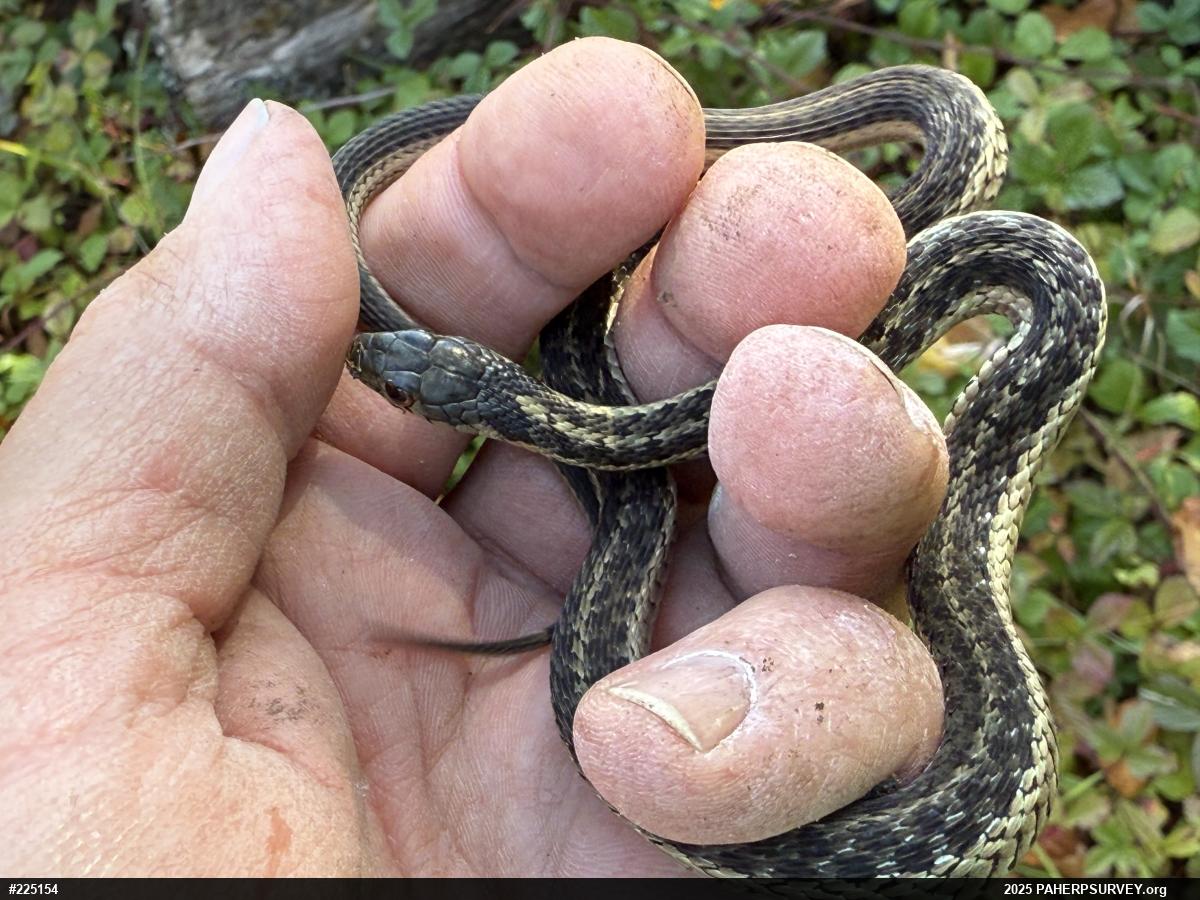 Eastern Gartersnake