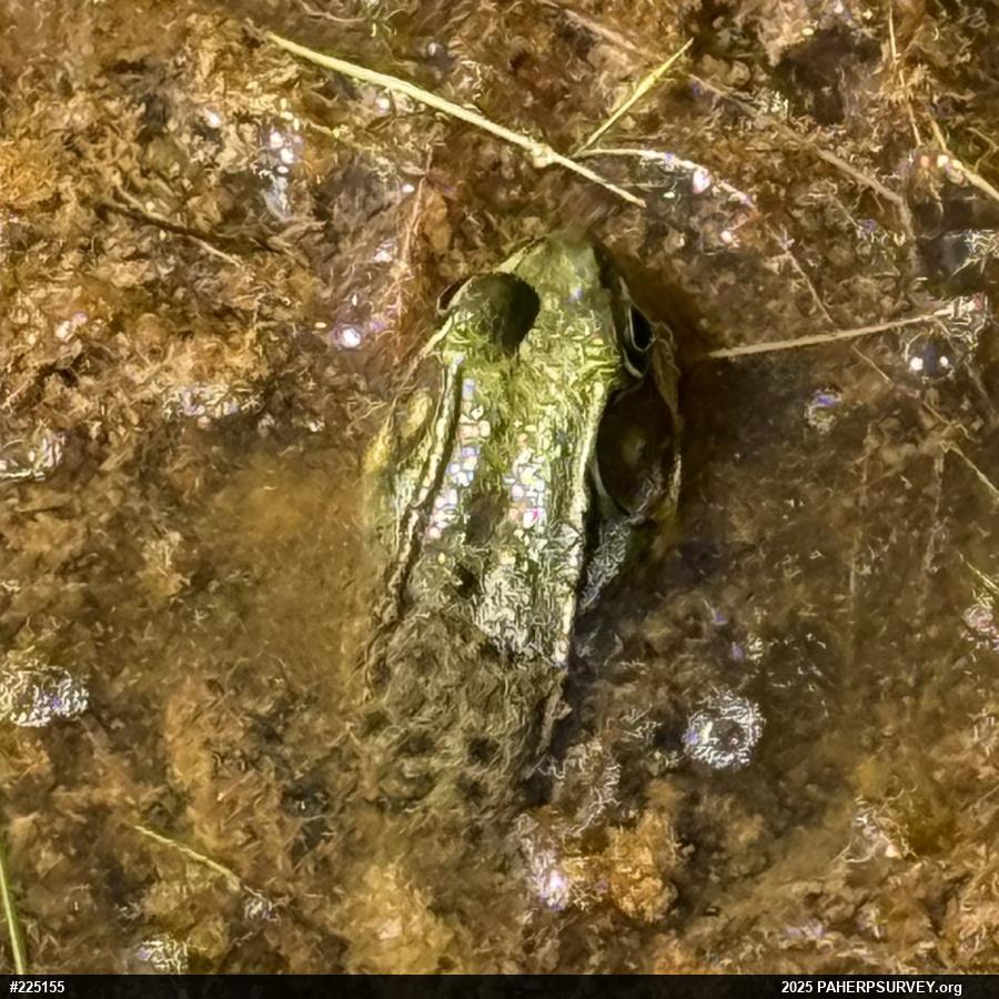 Green Frog