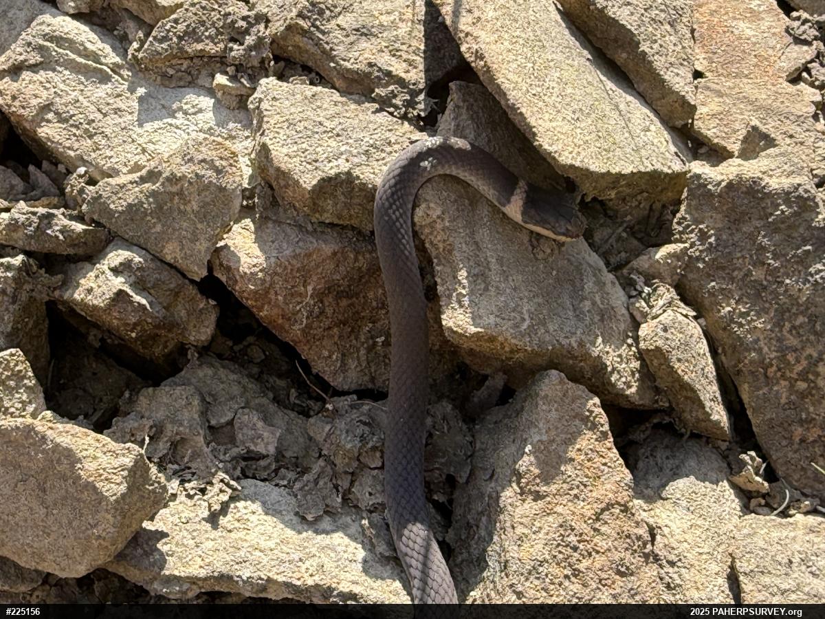 Northern Ring-necked Snake