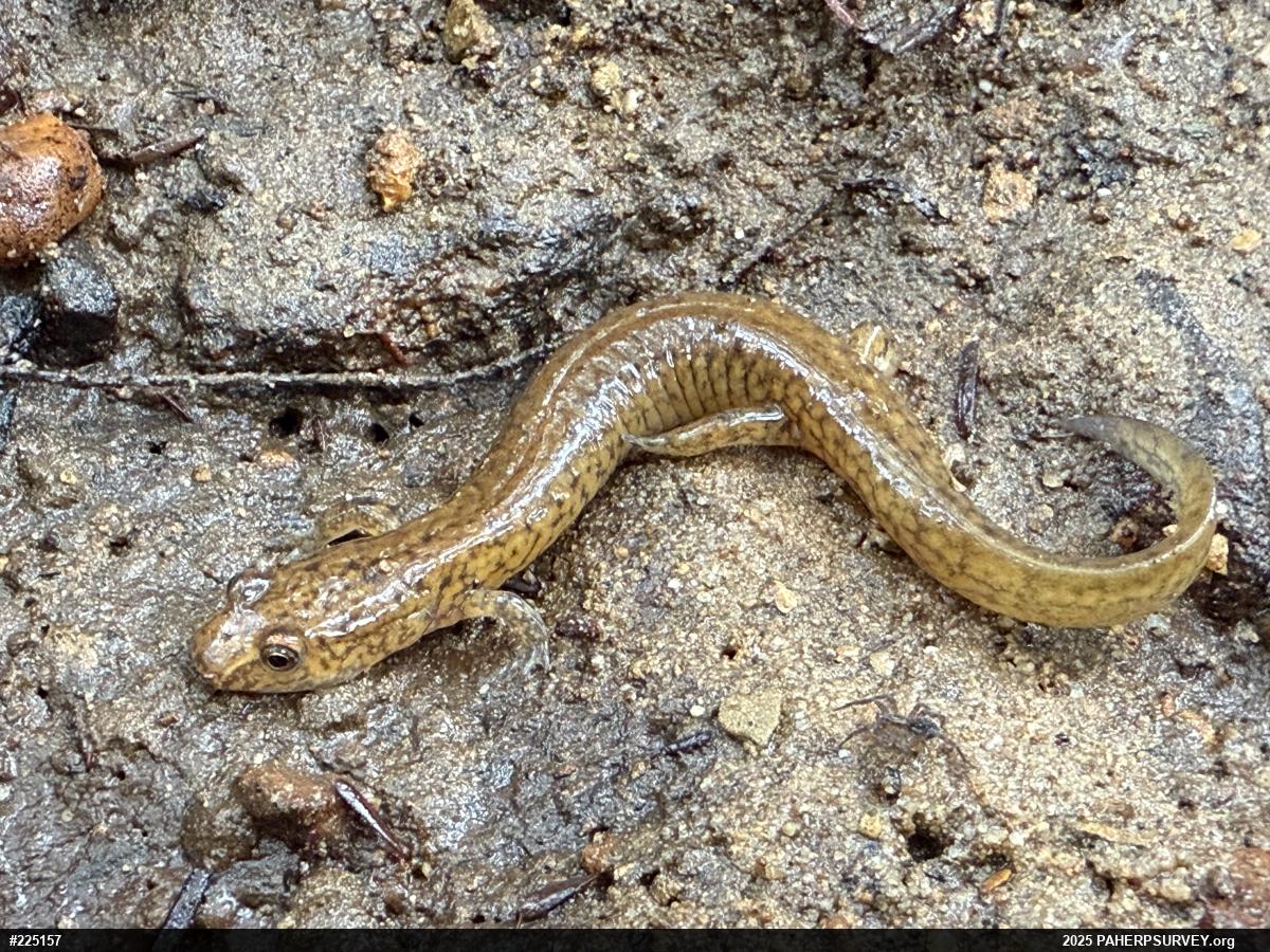 Northern Spring Salamander