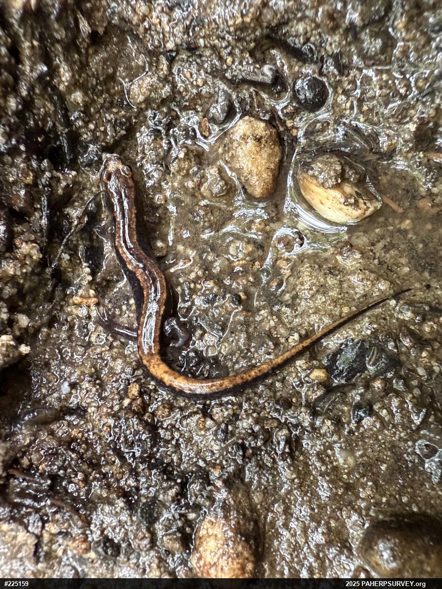 Allegheny Mountain Dusky Salamander