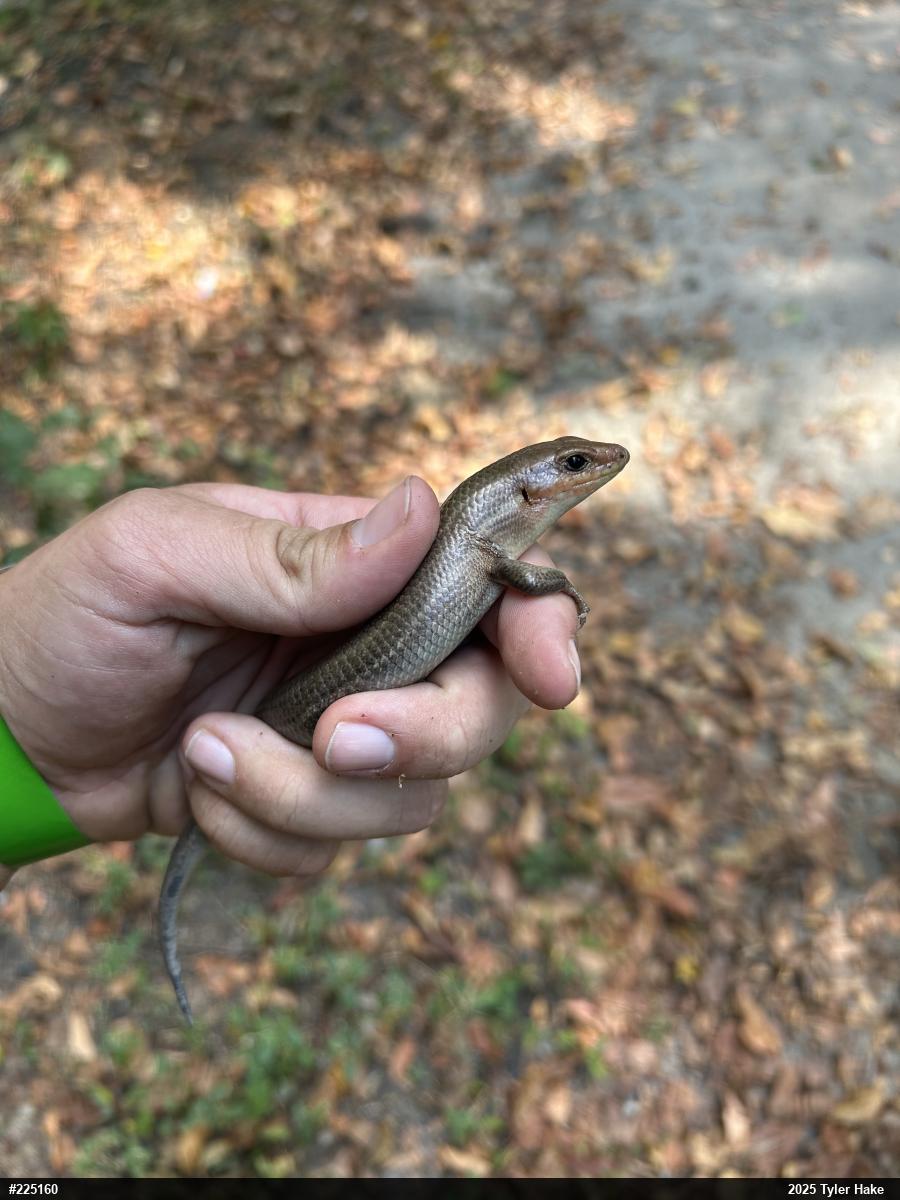 Broad-headed Skink