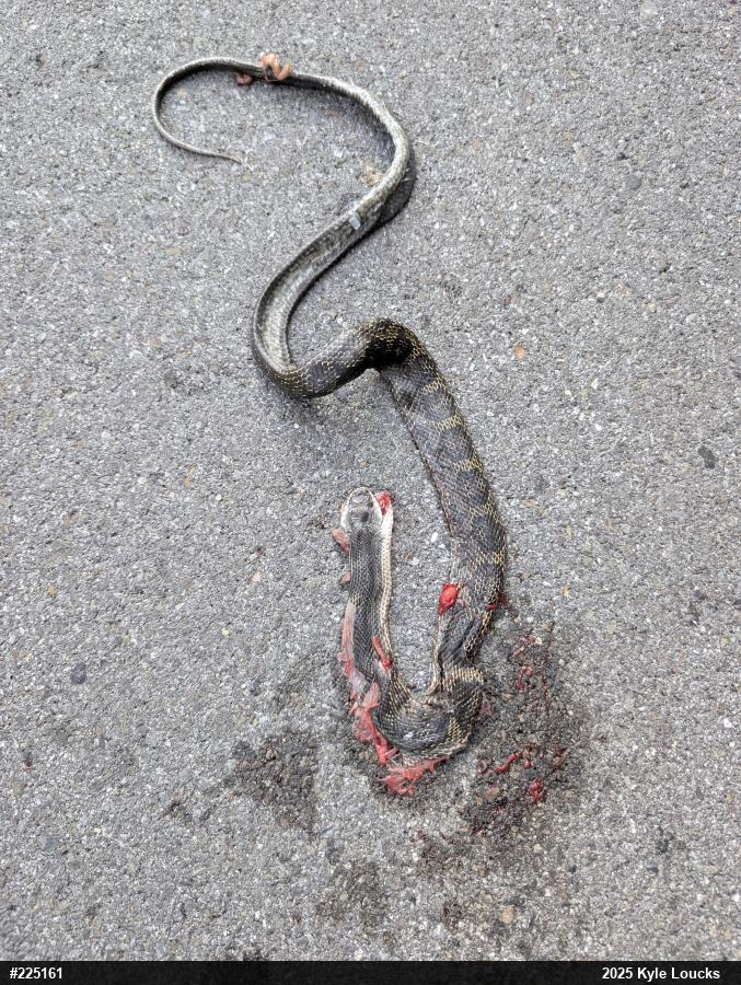Eastern Ratsnake
