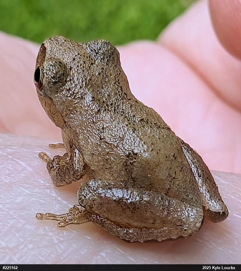 Spring Peeper
