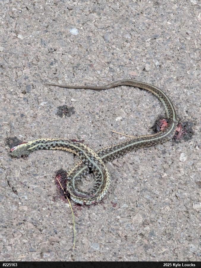 Eastern Gartersnake