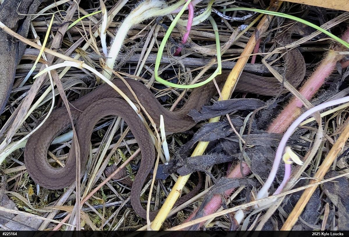 Red-bellied Snake