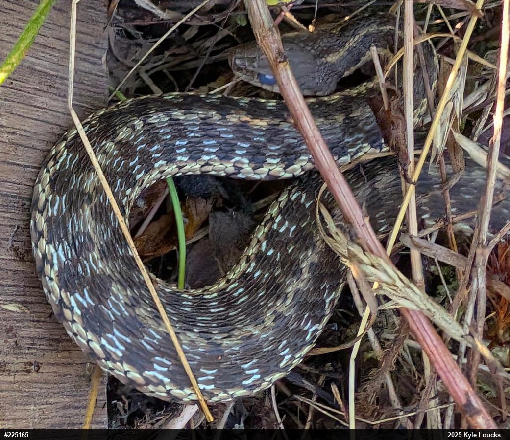 Eastern Gartersnake