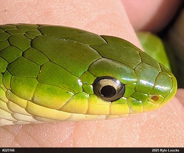 Smooth Greensnake