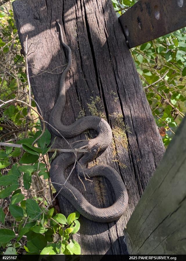 Northern Watersnake