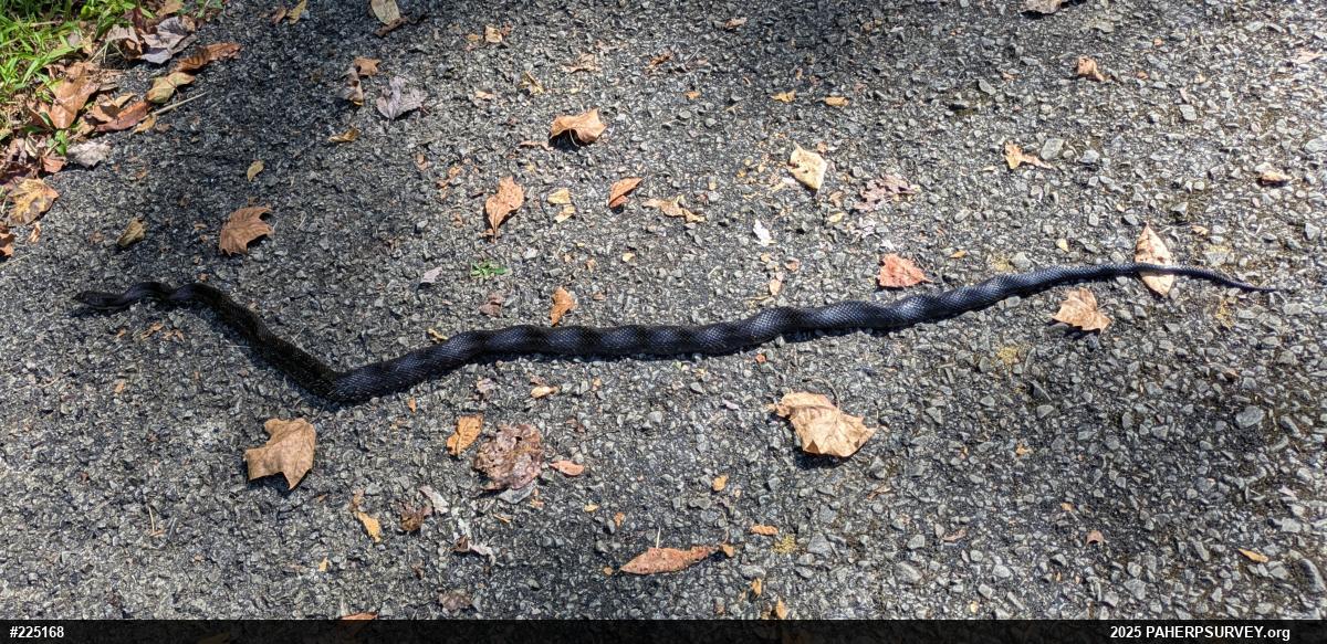 Eastern Ratsnake