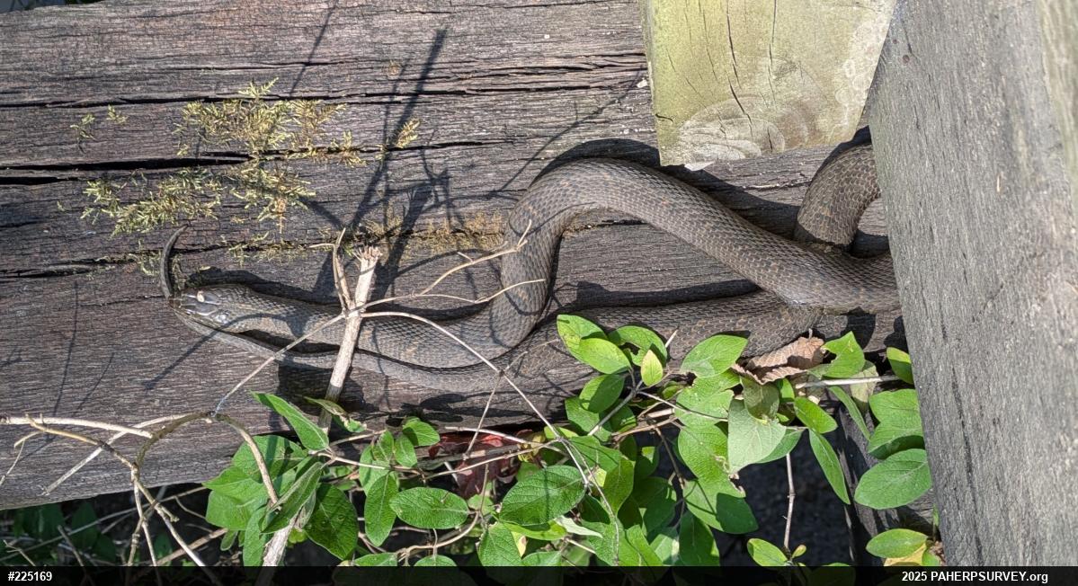 Northern Watersnake