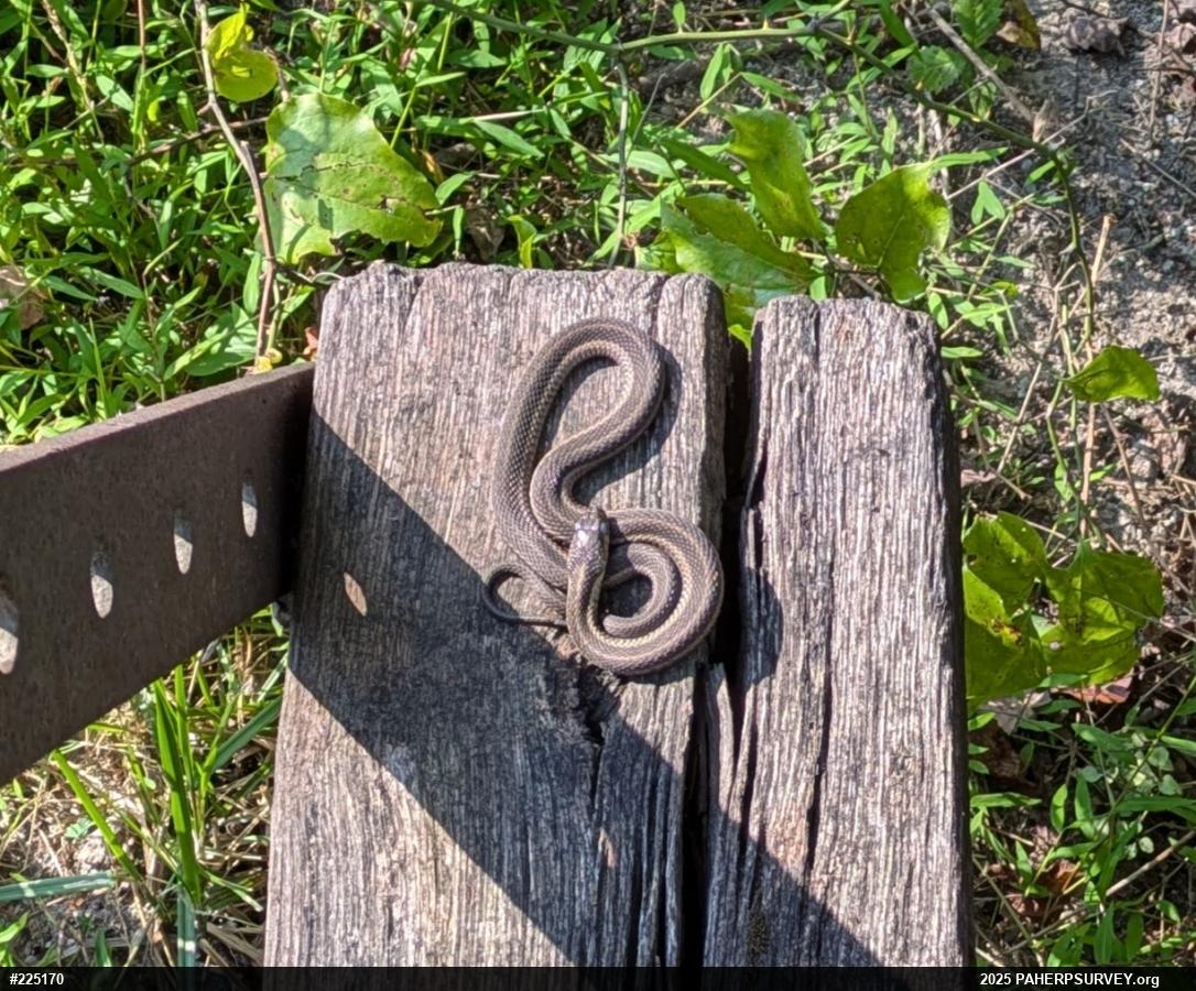 Eastern Gartersnake