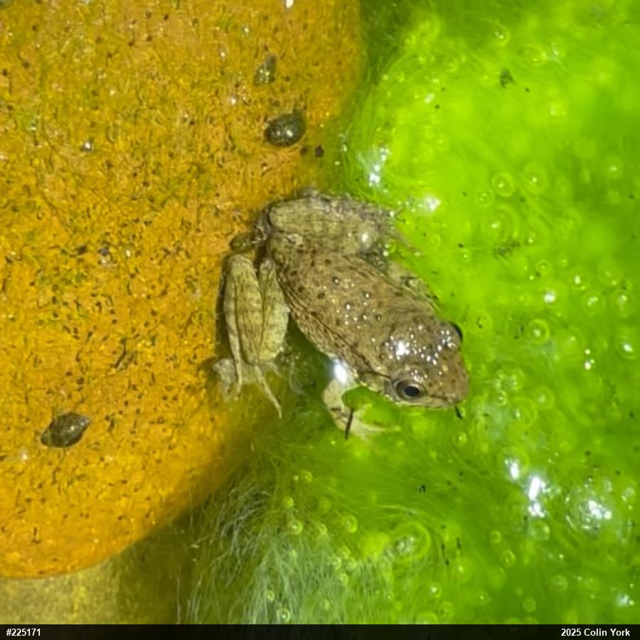 Green Frog