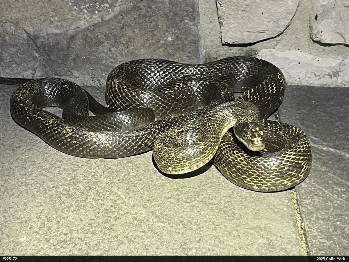 Eastern Ratsnake