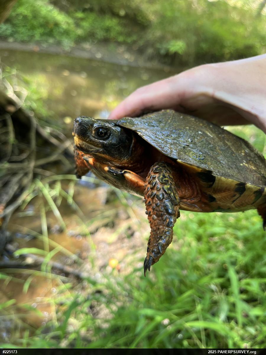 Wood Turtle
