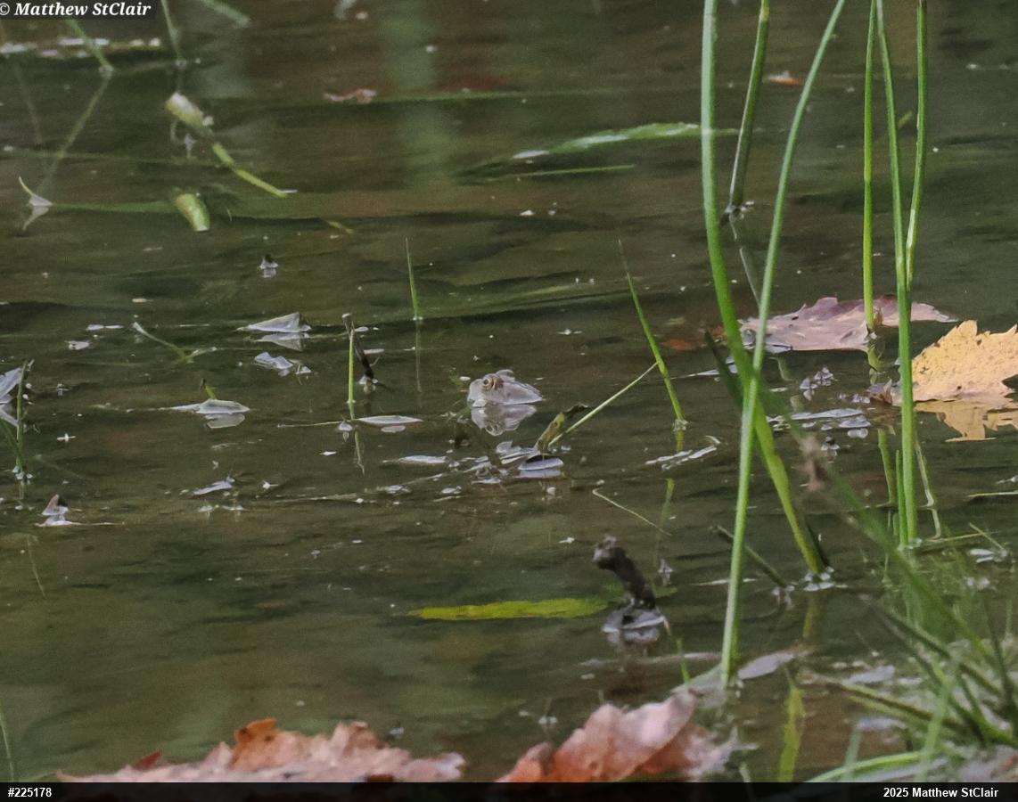 American Bullfrog