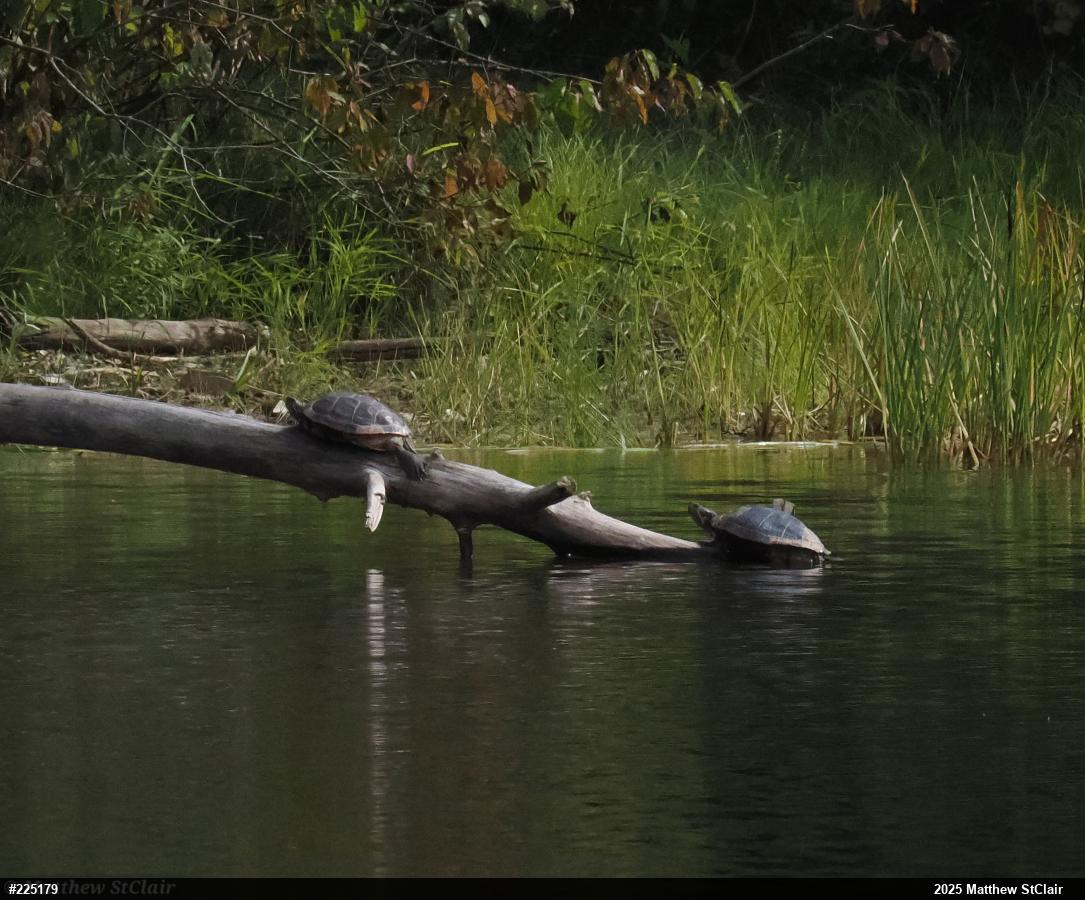 Pond Slider