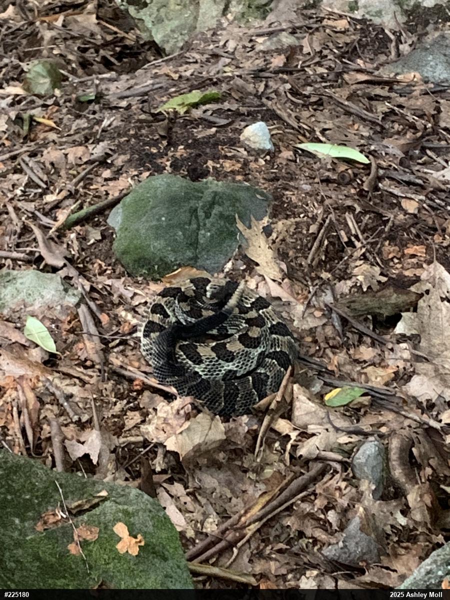 Timber Rattlesnake