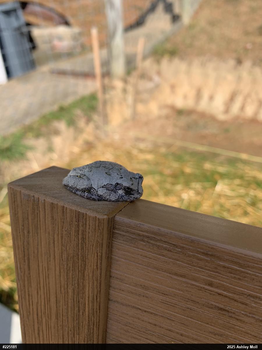 Unknown Gray Treefrog