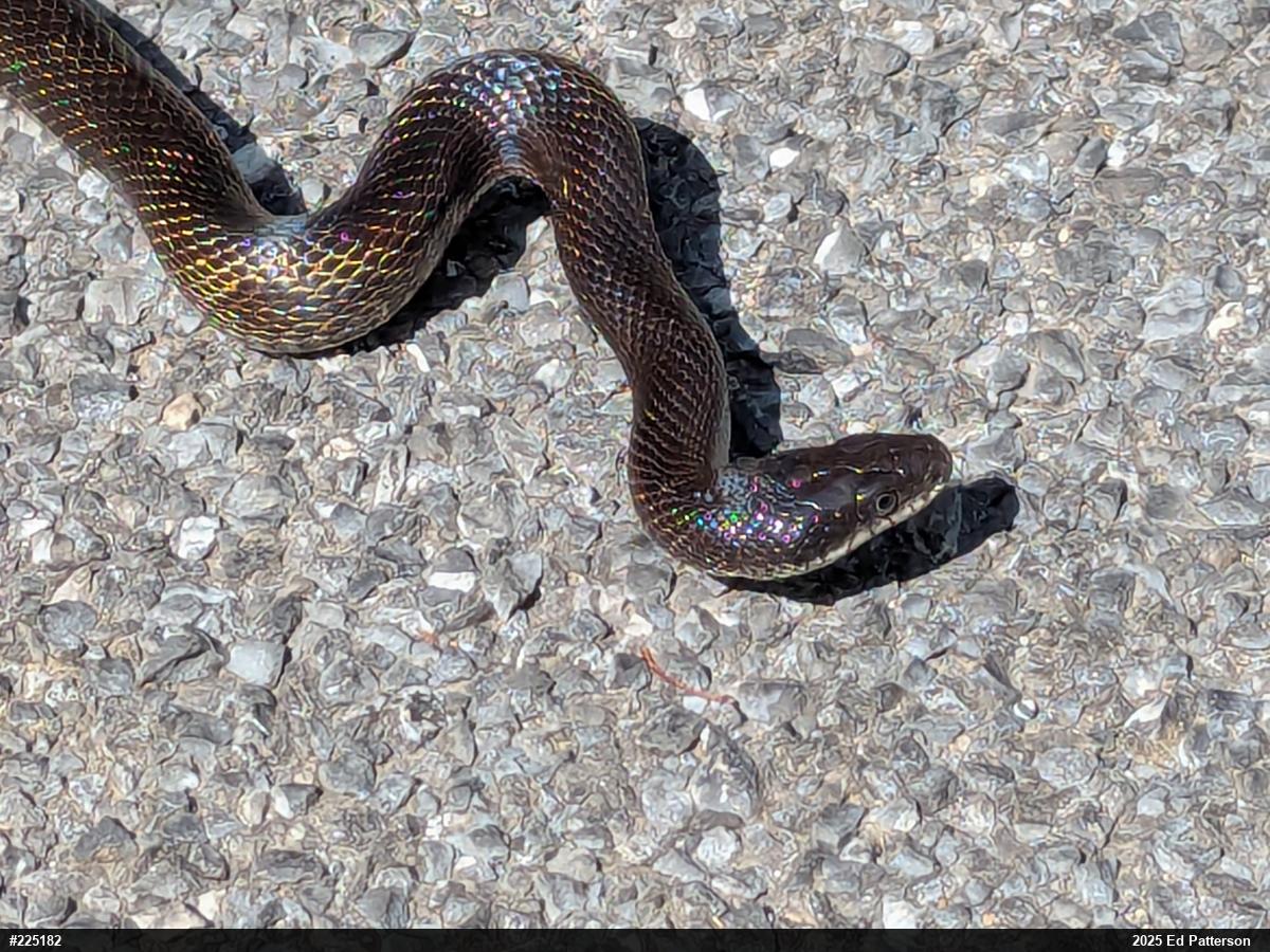 Eastern Ratsnake