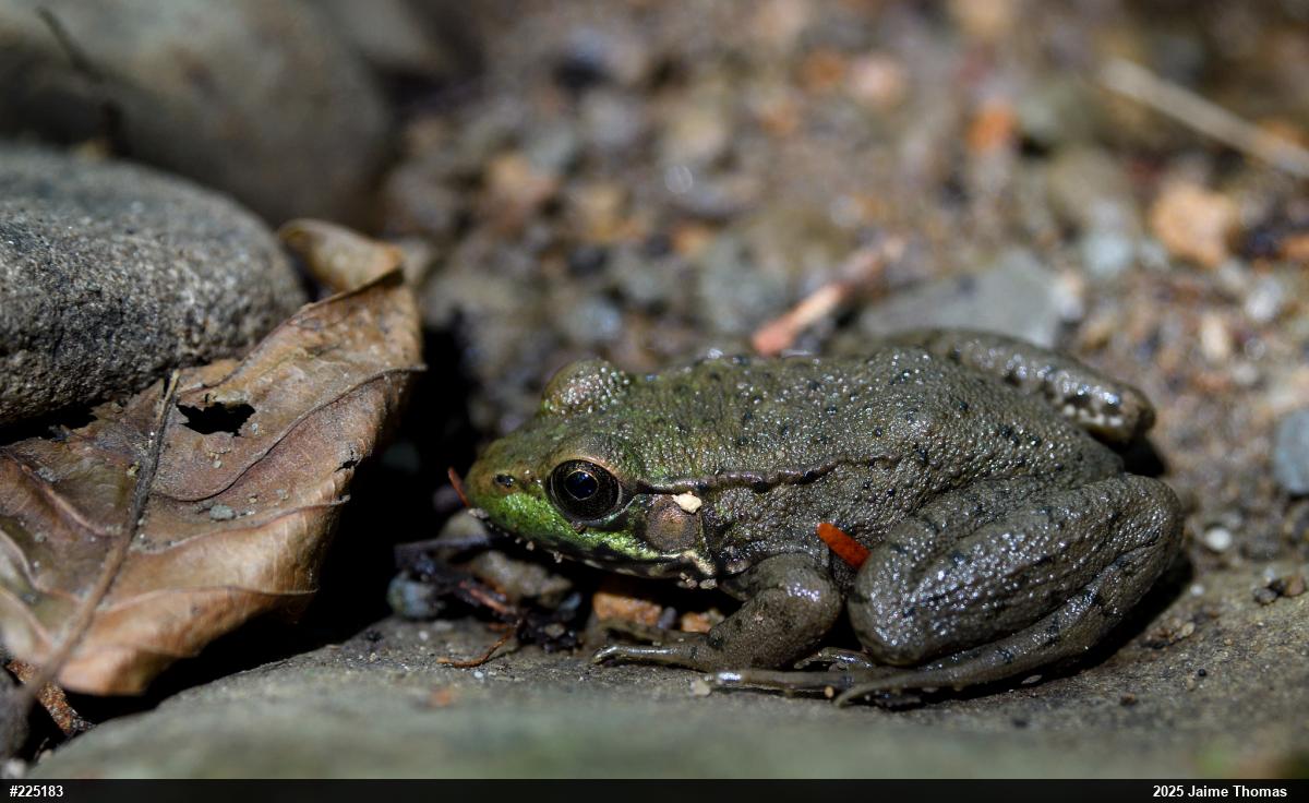 Green Frog