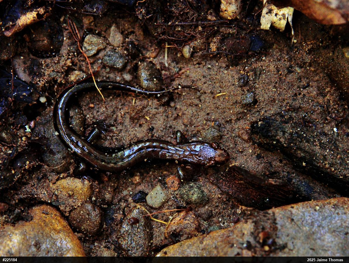 Allegheny Mountain Dusky Salamander