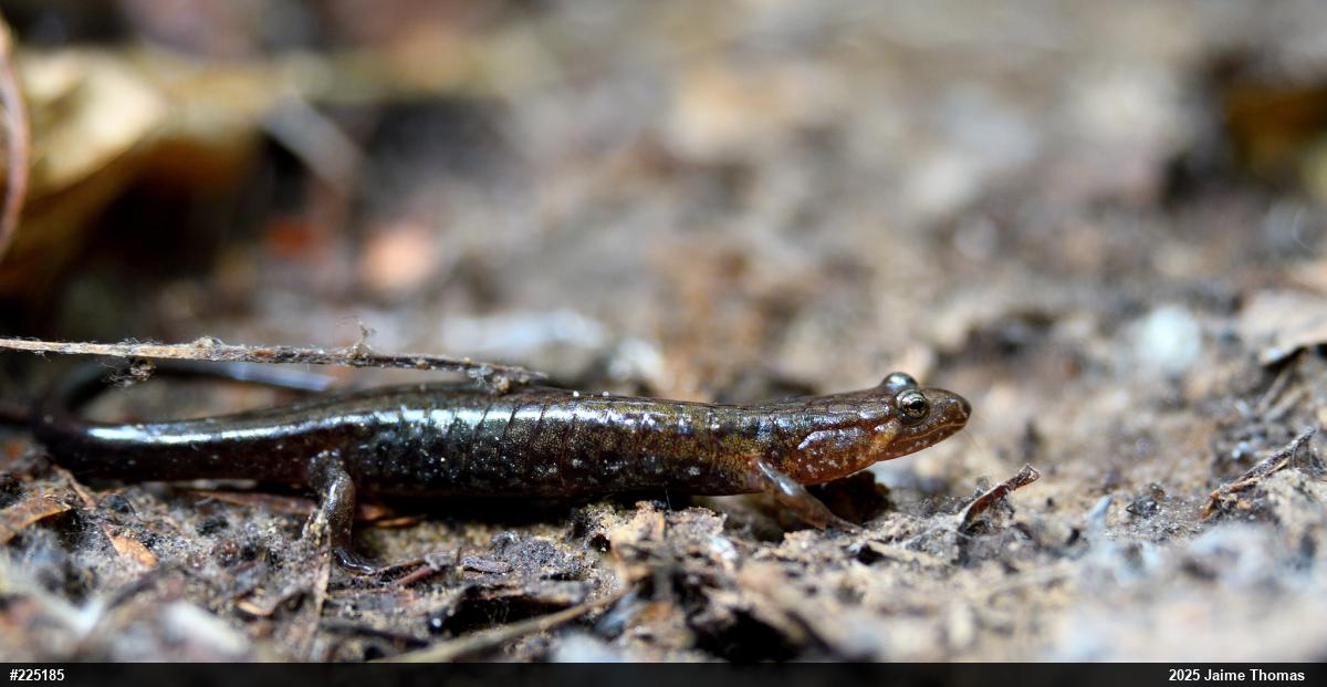 Allegheny Mountain Dusky Salamander