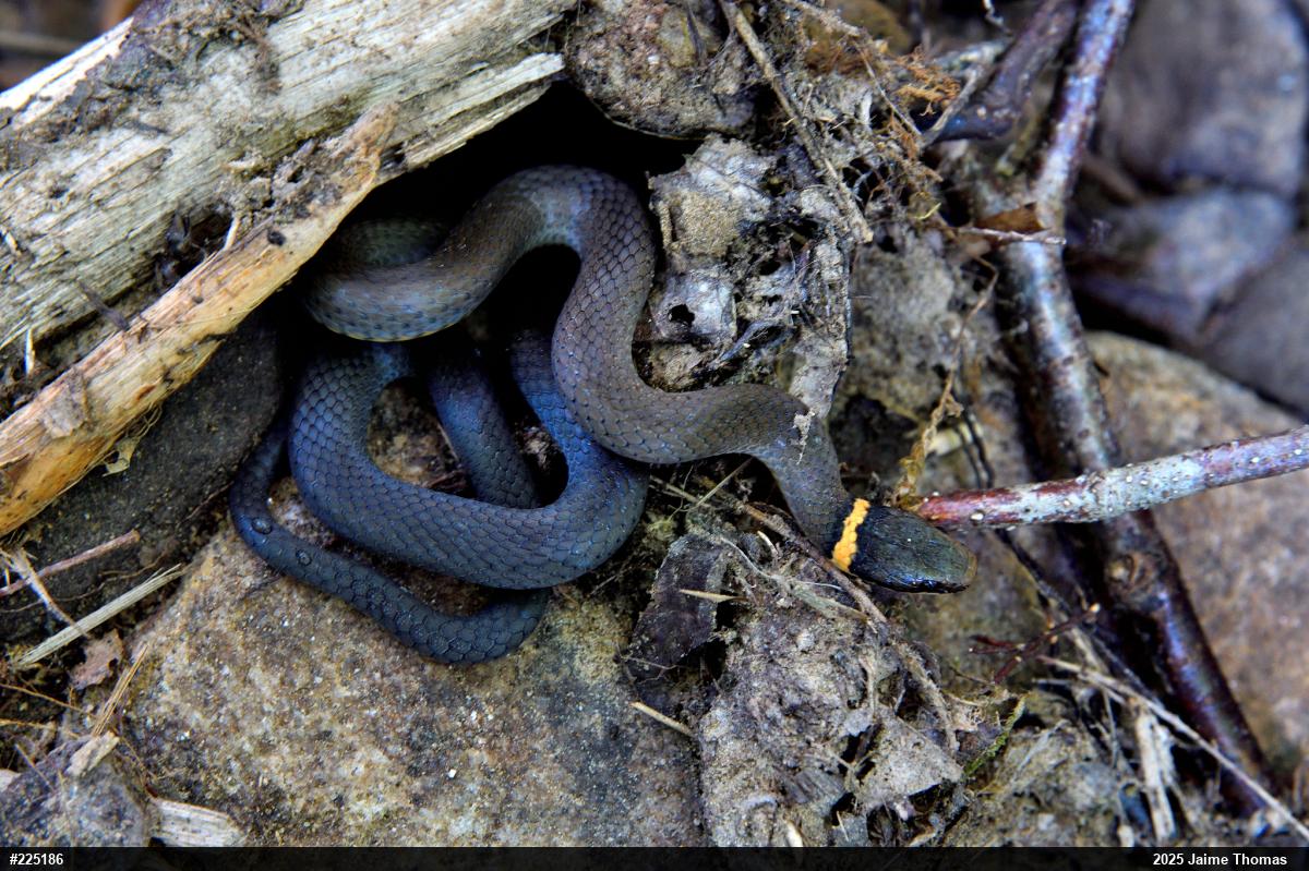 Northern Ring-necked Snake