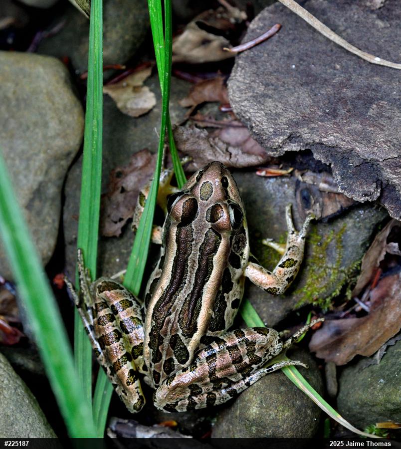 Pickerel Frog