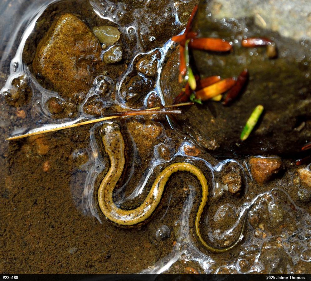 Northern Two-lined Salamander