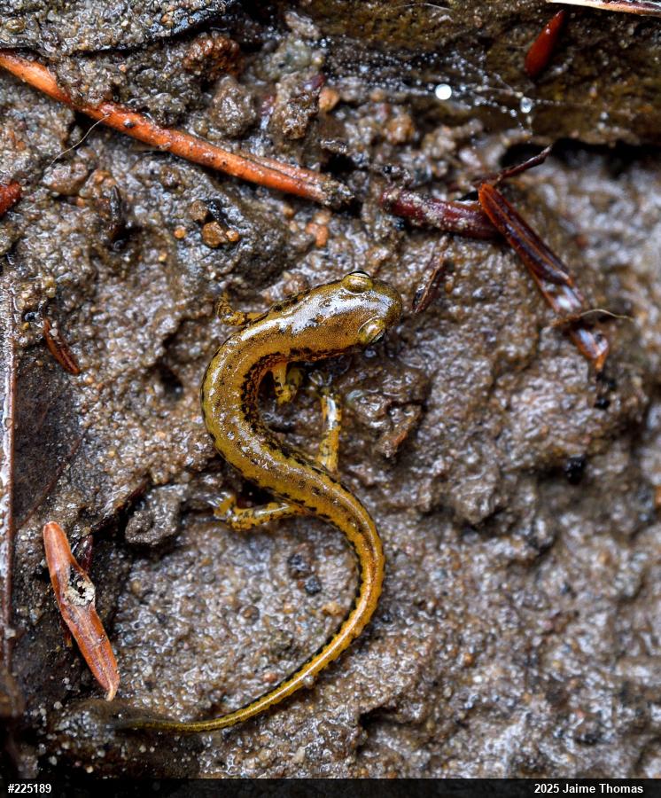 Eastern Long-tailed Salamander