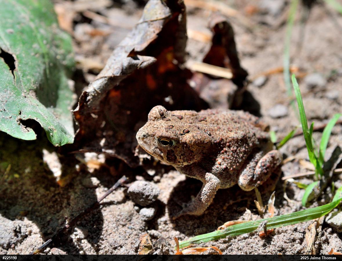 Eastern American Toad