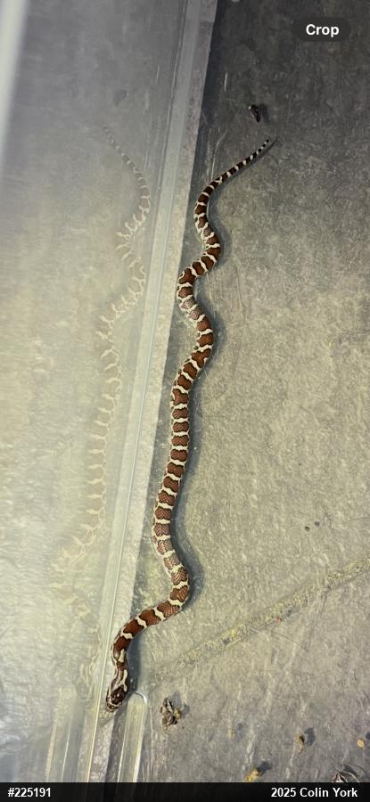 Eastern Milksnake