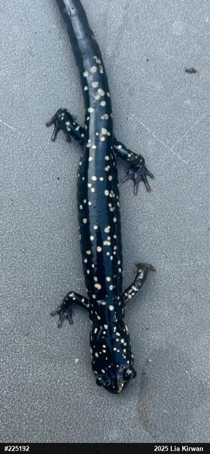 Northern Slimy Salamander
