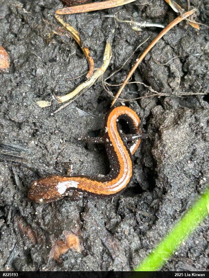 Eastern Red-backed  Salamander
