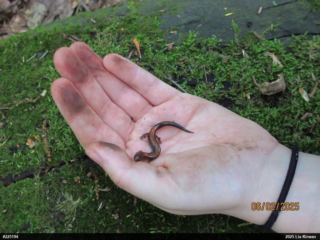 Eastern Red-backed  Salamander