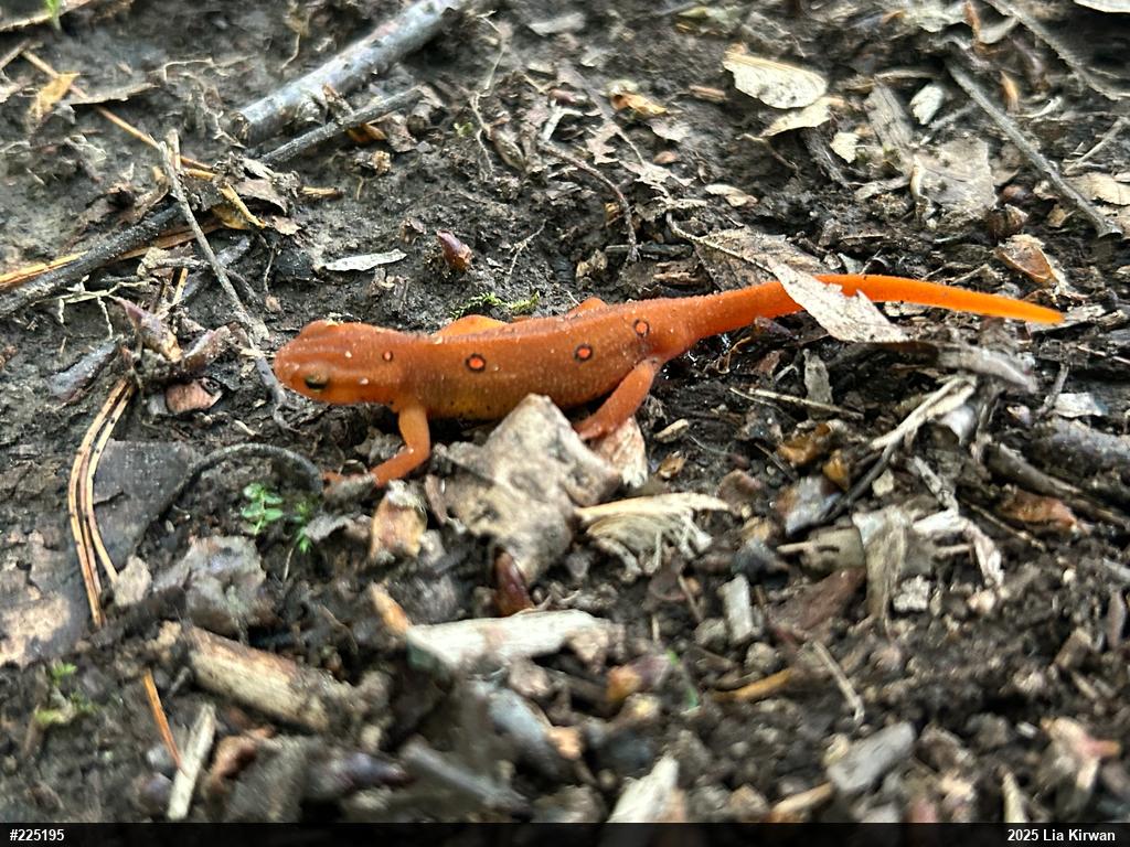 Red-spotted Newt