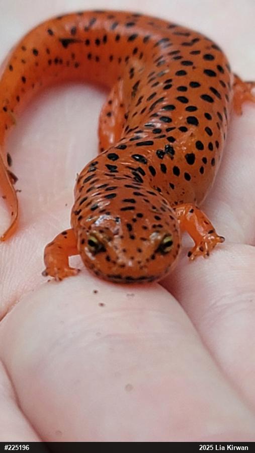 Northern Red Salamander
