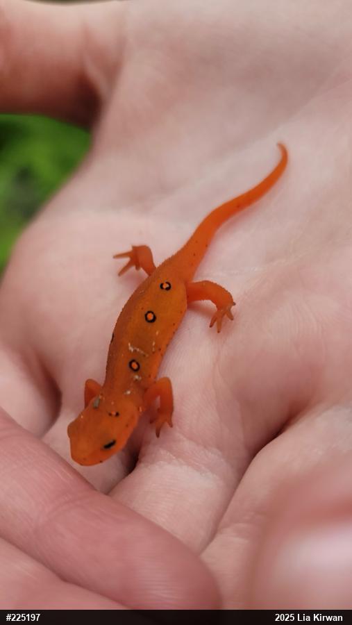 Red-spotted Newt