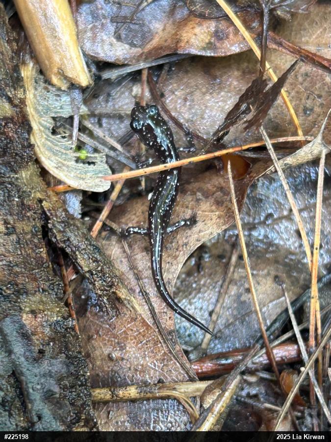Northern Slimy Salamander